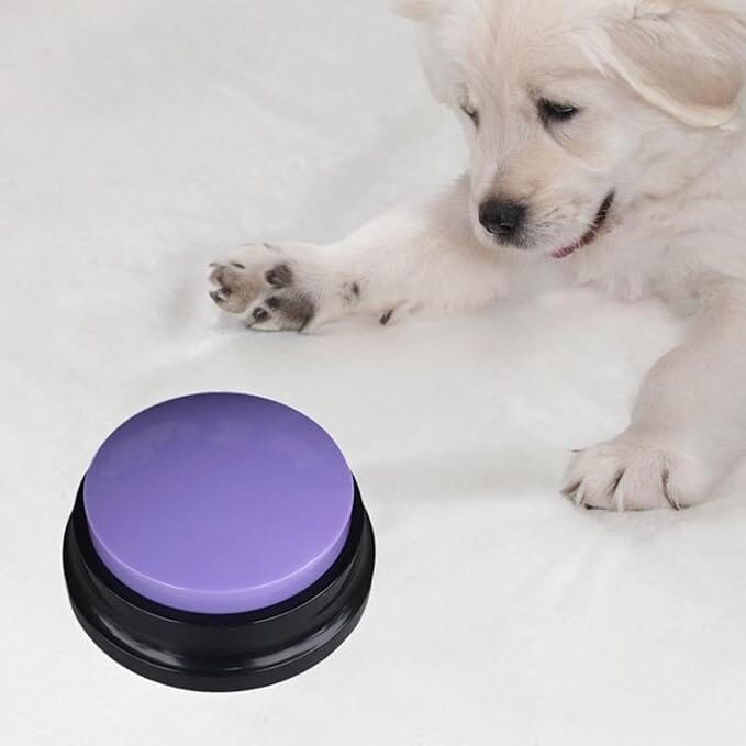 Jouet Interactif Chien - ChienParlant™ - Violet - Shoping chien